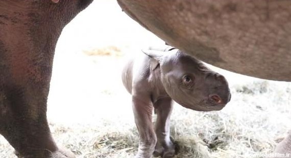 وی پی ان با عکس کرگدن