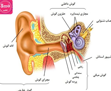 عکس داخل گوش کلاس پنجم