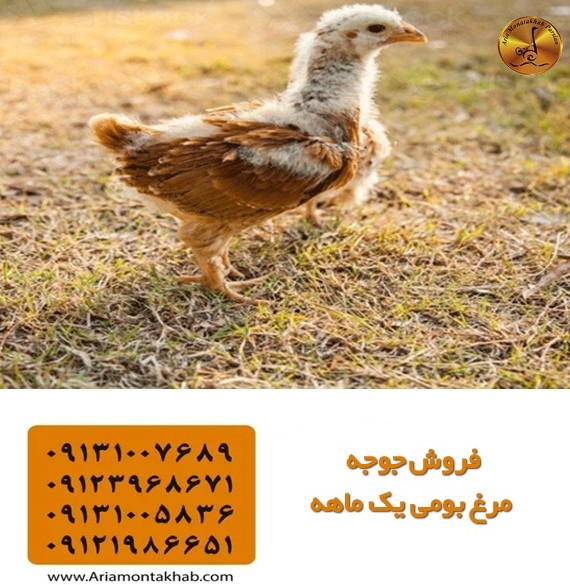 تصاویر جوجه محلی