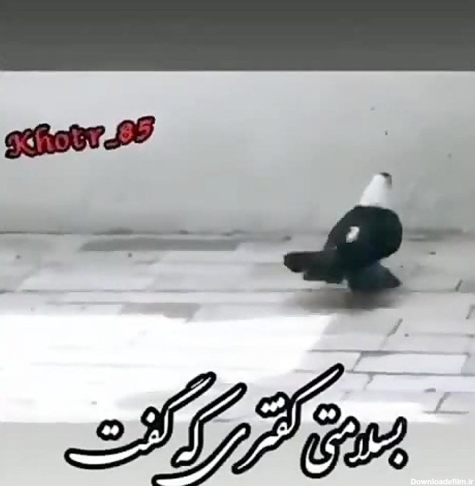 لاتی عکس نوشته کفتر بازی