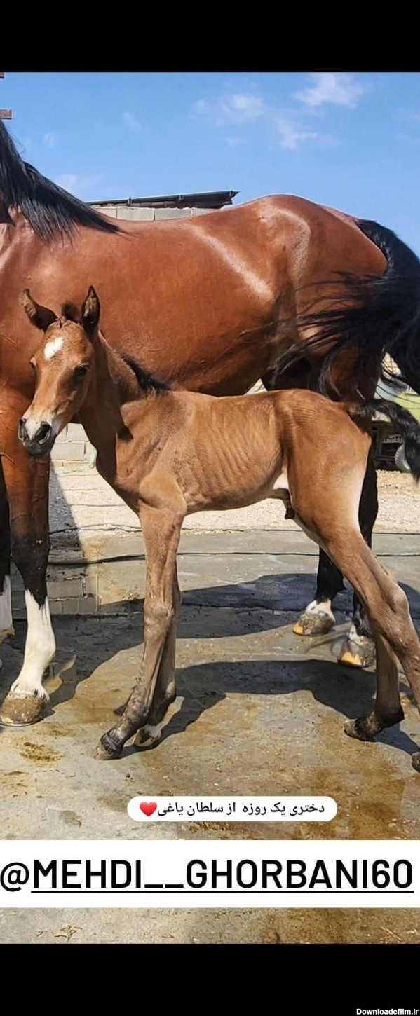 عکس اسب سلطان یاغی