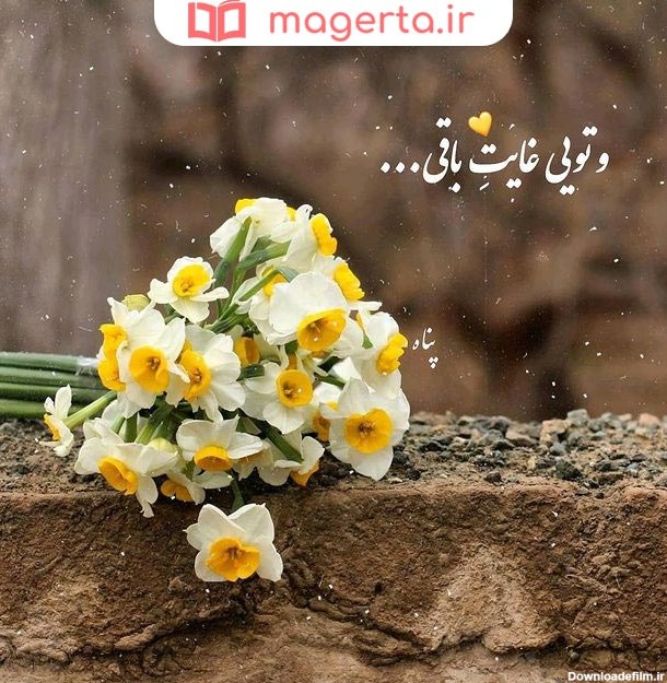 عکس نوشته درباره گل نرگس