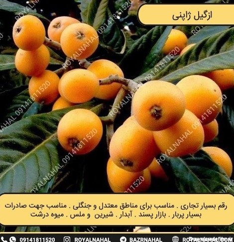 عکس درخت ازگیل ژاپنی