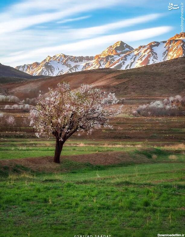 عکس هنری زیبا از طبیعت