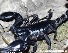 دانلود عکس شاه عقرب