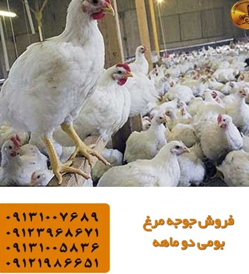 عکس جوجه محلی دو ماهه