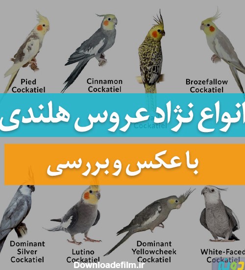 عکس انواع عروس هلندی ها