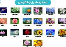 عکس نوشته انگلیسی گل