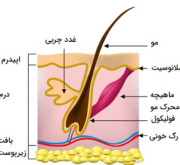 عکس در مورد پوست