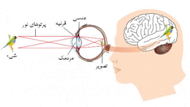 در چشم سالم تصویر در کجا تشکیل میشود