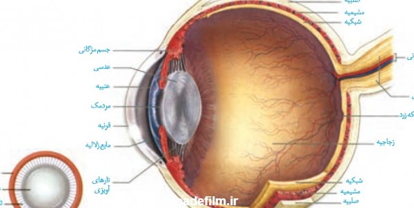عکس چشم یازدهم