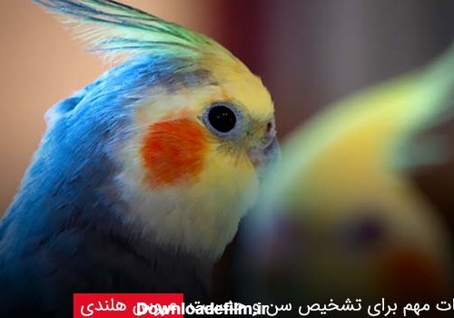 عکس عروس هلندی رنگی