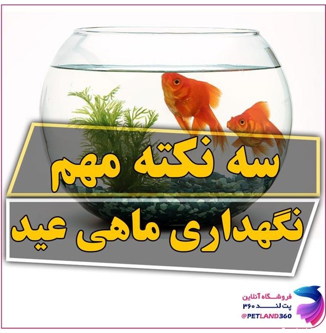 عکس ماهی قرمز در آکواریوم