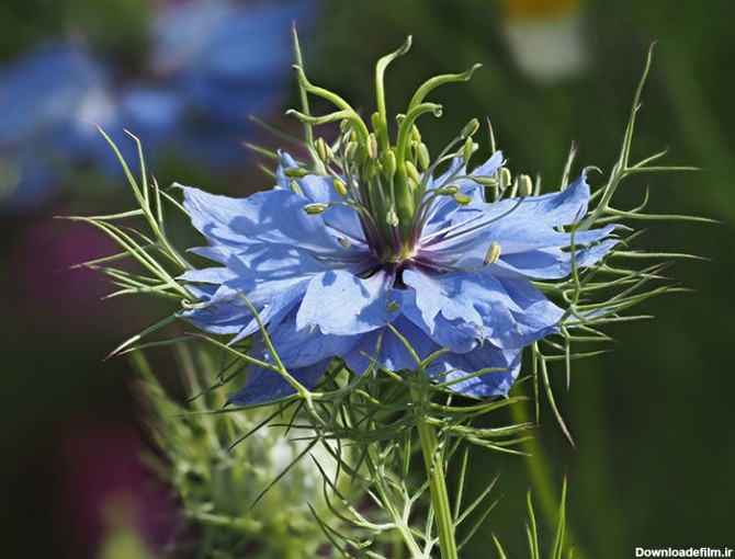 عکس بوته سیاه دانه