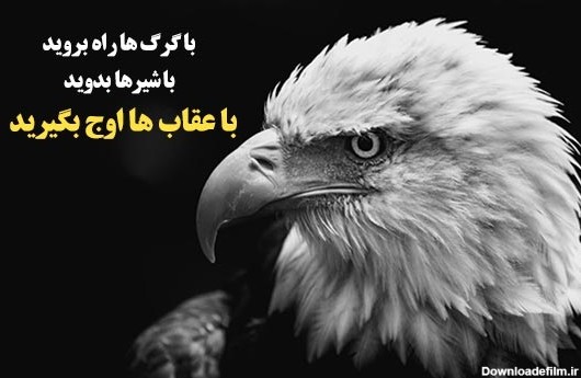 عکس نوشته عقاب و گرگ