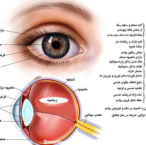 عکس چشم انسان