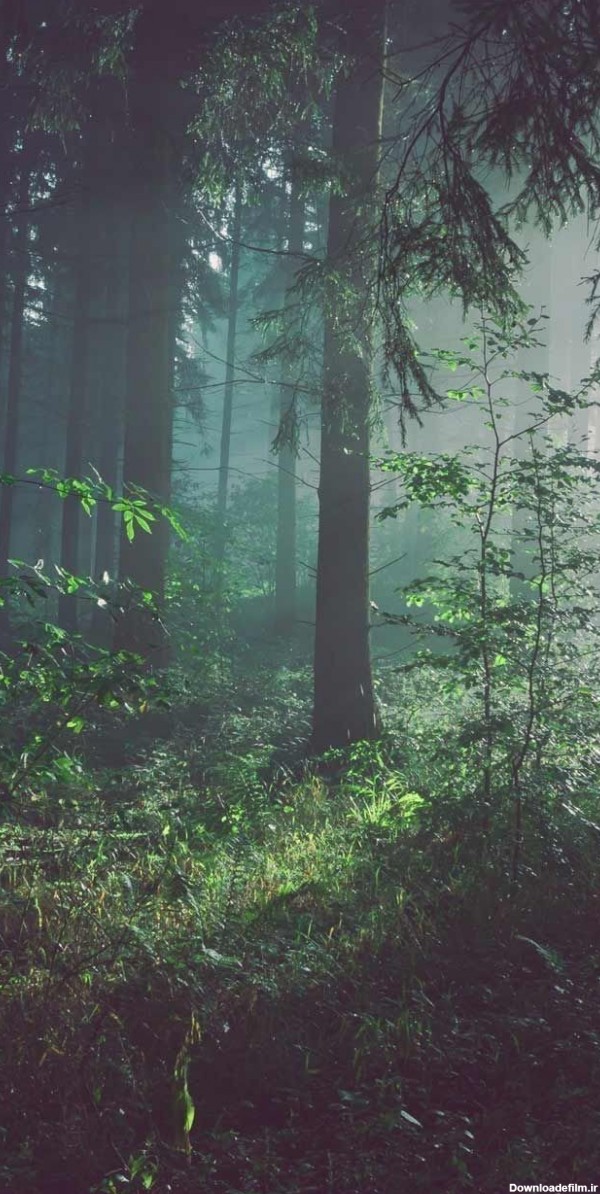 عکس جنگل پینترست