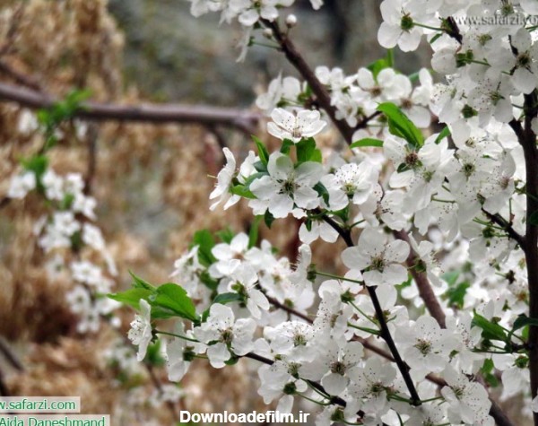 عکس شکوفه های بهاری در ایران