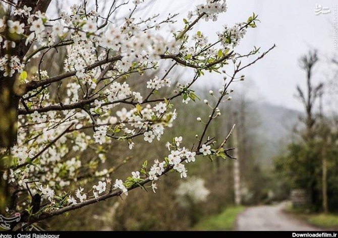 عکسهای فصل بهار در طبیعت