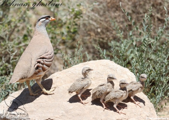 عکس جوجه دراج