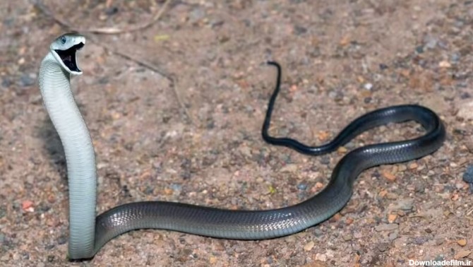 عکس مار های سمی و خطرناک