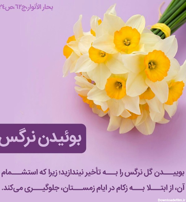 عکس نوشته از گل نرگس