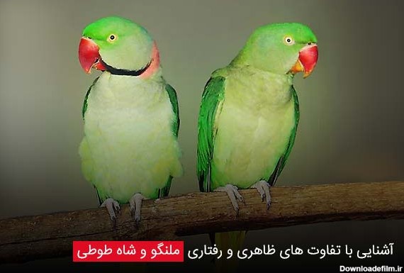 عکس طوطی ملنگو یک ساله