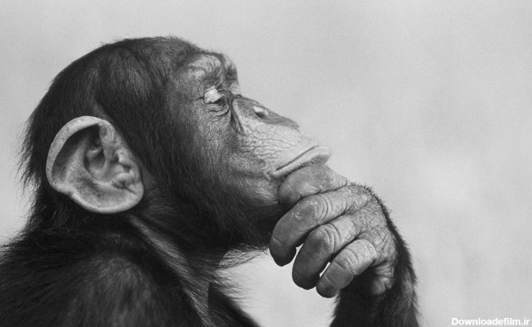 عکس میمون نیم رخ