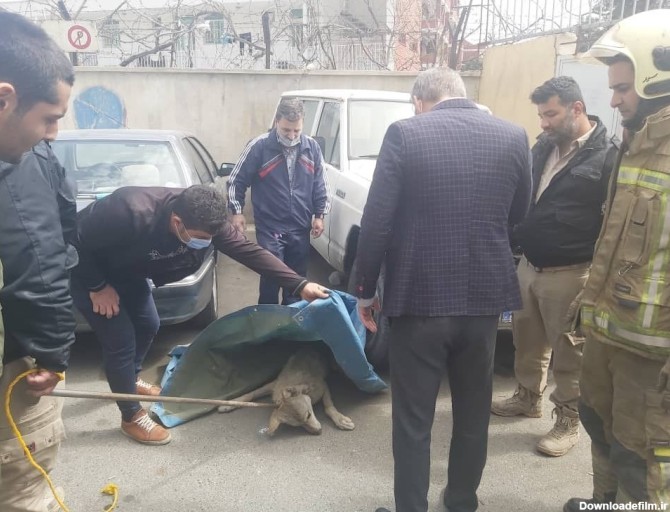 عکس گرگینه در ایران