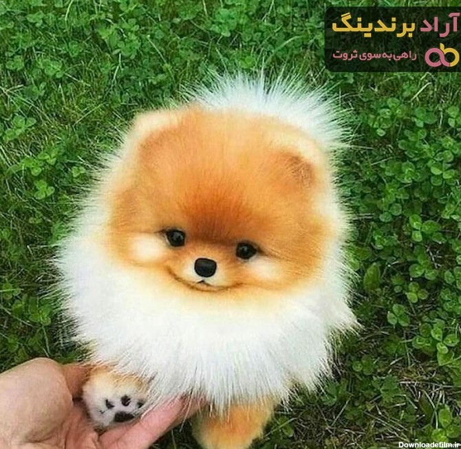 عکس سگ جیبی با لباس