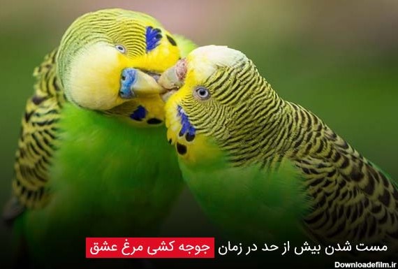 عکس 2 مرغ عشق عاشق