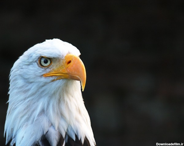 تصویر زمینه پسرانه عقاب