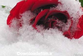 عکس گل رز قرمز در باران