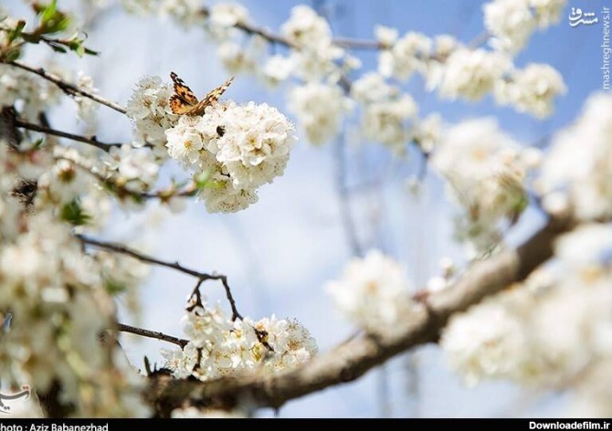 عکس های بهاری ایران