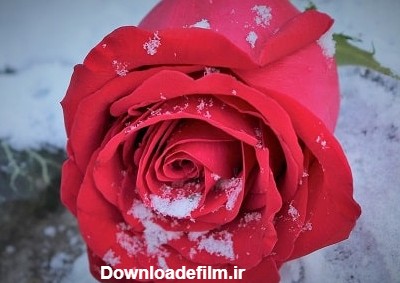 عکس گل رز قرمز در باران