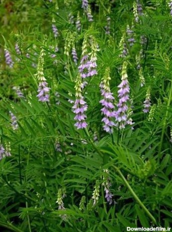 عکس شیرین بیان تازه