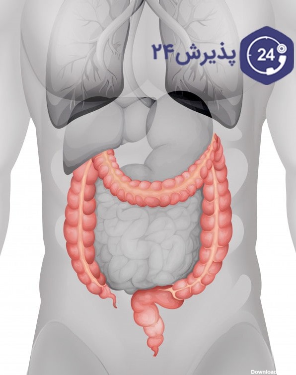 عکس اعضای داخلی شکم زن