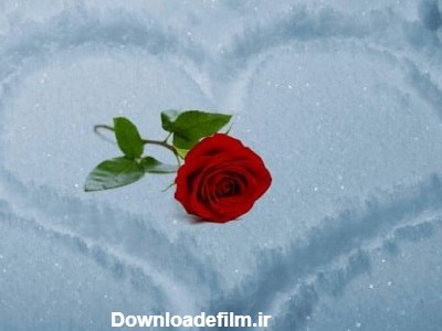 عکس گل رز قرمز در باران