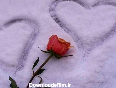 عکس گل رز قرمز در باران