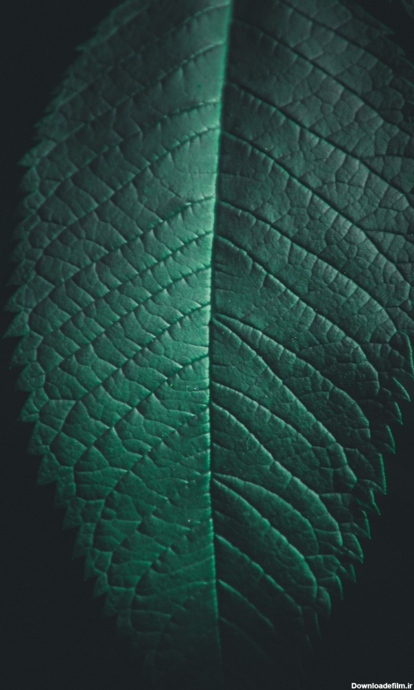 بک گراند سبز فانتزی