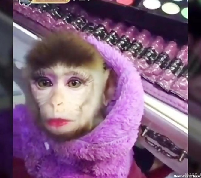 عکس میمون زن و شوهر