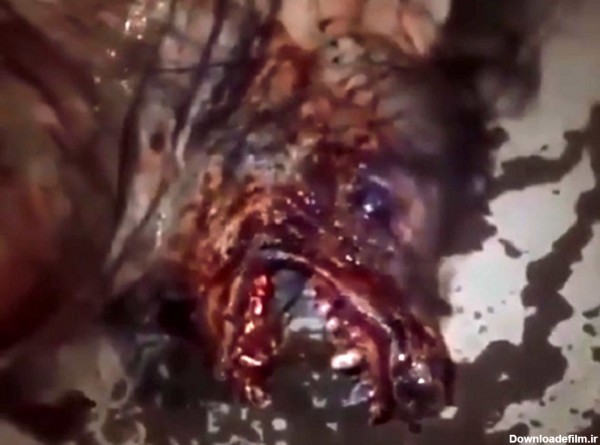 عکس گرگینه واقعی در یزد