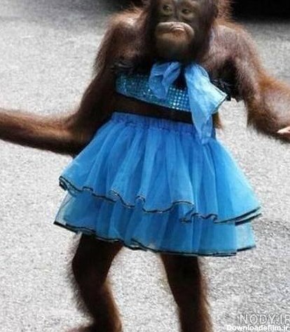 عکس میمون زن و شوهر