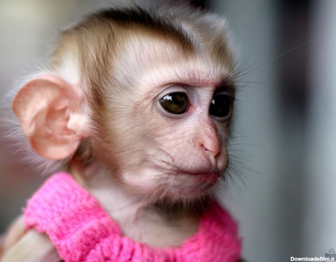 عکس میمون زن و شوهر