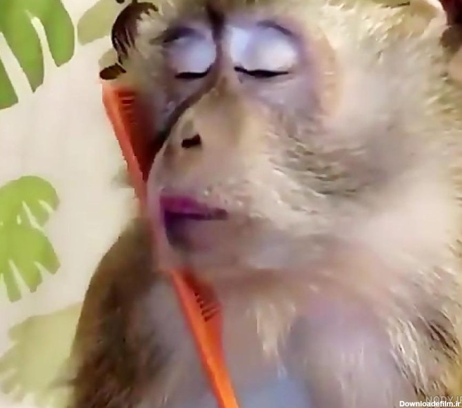 عکس میمون زن و شوهر