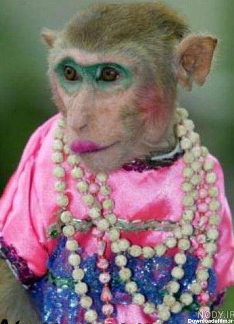 عکس میمون زن و شوهر