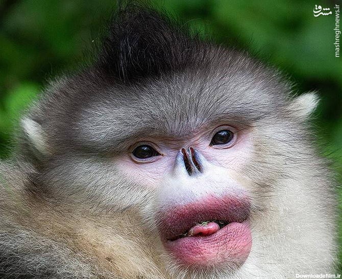 عکس میمون زن و شوهر