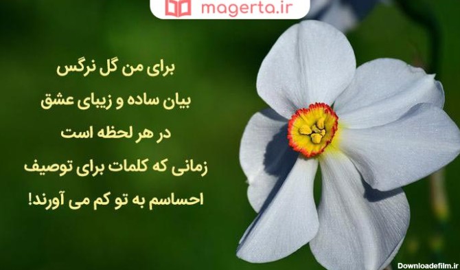 عکس نوشته زیبا با گل نرگس