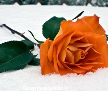 عکس گل رز قرمز در باران