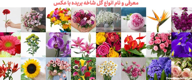 اسم و عکس همه ی گل ها